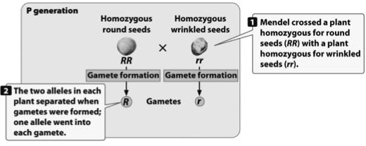 GENERATION CONTAINED TWO ALLELES ENCODING DIFFERENT CHARACTERISTICS? a. The F1 generation had a blended phenotype of the two parental phenotypes. b. Both parental phenotypes reappeared in the F2 generation.