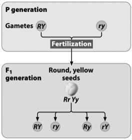 round/wrinkled and yellow/green) Parental (P) generation Pure breed (homozygous for two characteristics) Filial 1 (F1) generation Uniform round/yellow Filial 2 (F2) generation Various combinations of