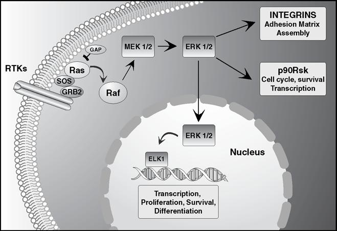 Application Mammalian cells respond to external stimuli by activation of a variety of signal transduction pathways which result in proliferation, hypertrophy, differentiation or apoptosis.