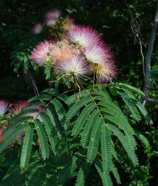 Annex 3 Invasive Pest Plant Control Albizia julibrissin (mimosa) Description: Mimosa is a small tree that is 10 to 50 feet in height, often having multiple trunks.