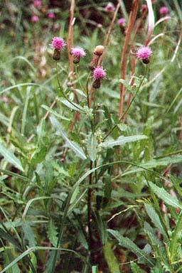 Annex 3 Invasive Pest Plant Control Cirsium arvense (Canada thistle) Description: Canada thistle is a tall, erect, spiny herbaceous plant that grows to 4 feet tall.