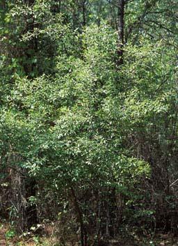 Annex 3 Invasive Pest Plant Control Elaeagnus umbellata (autumn olive) Description: Autumn olive is a deciduous shrub from 3 to 20 feet in height.