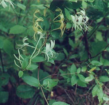 In Tennessee, Japanese honeysuckle leaves often remain attached through the winter.