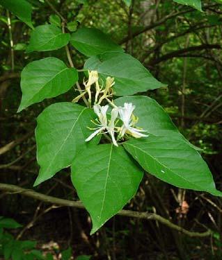Pairs of fragrant, tubular flowers less than an inch long are borne along the stem in the leaf axils. Flower color varies from creamy white to pink or crimson.