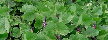 Individual flowers, about 1/2 inch long, are purple, highly fragrant and borne in long hanging clusters.