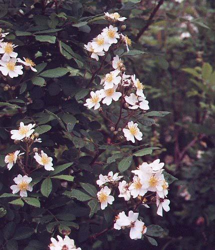 Annex 3 Invasive Pest Plant Control Rosa multiflora (multiflora rose) Description: Multiflora rose is a thorny, perennial shrub with arching stems (canes), and leaves divided into five to eleven