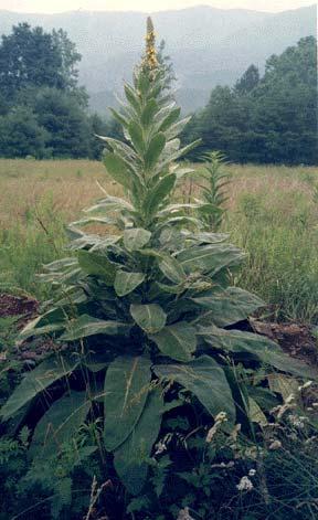 Annex 3 Invasive Pest Plant Control Verbascum thapsus (wooly mullein) Description: Wooly or common mullein is an erect herb.