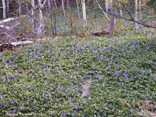 Annex 3 Invasive Pest Plant Control Vinca minor (common periwinkle) Description: Common periwinkle, a common invader throughout most of the United States, is an evergreen to semi-evergreen, trailing