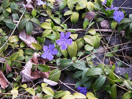 Some varieties have variegated leaf colors. Flowers are violet to blue (possibly white) in color, 1 inch wide, and 5-petaled.