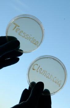 Biosurfactant Bacteria - Teesside Culture Collection = 122 bacterial strains from Northeast England AM419154 Pseudomonas