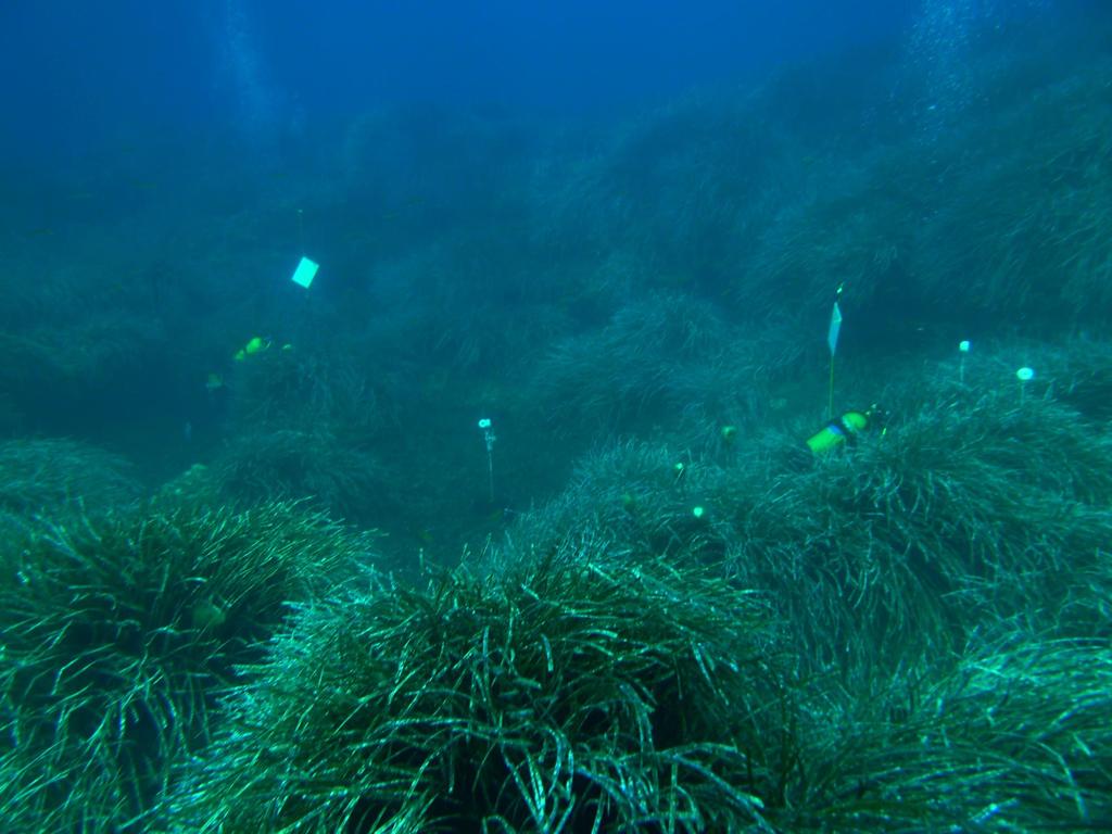 Photo: Rachel Sussman The role of Seagrass in
