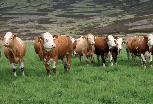 Extensive upland suckler herds selling weaned calves Financial performance measures Number in sample 11 33 11 Average herd size (head) 123 126 115 per cow Calf output after valuation changes 539.