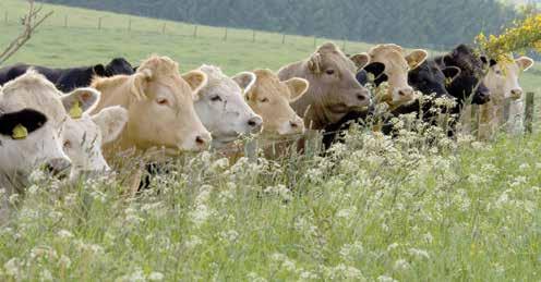 Results from non-lfa lowground suckler herds Sixteen non-lfa suckler enterprises, farming 1,371 cows, were surveyed.