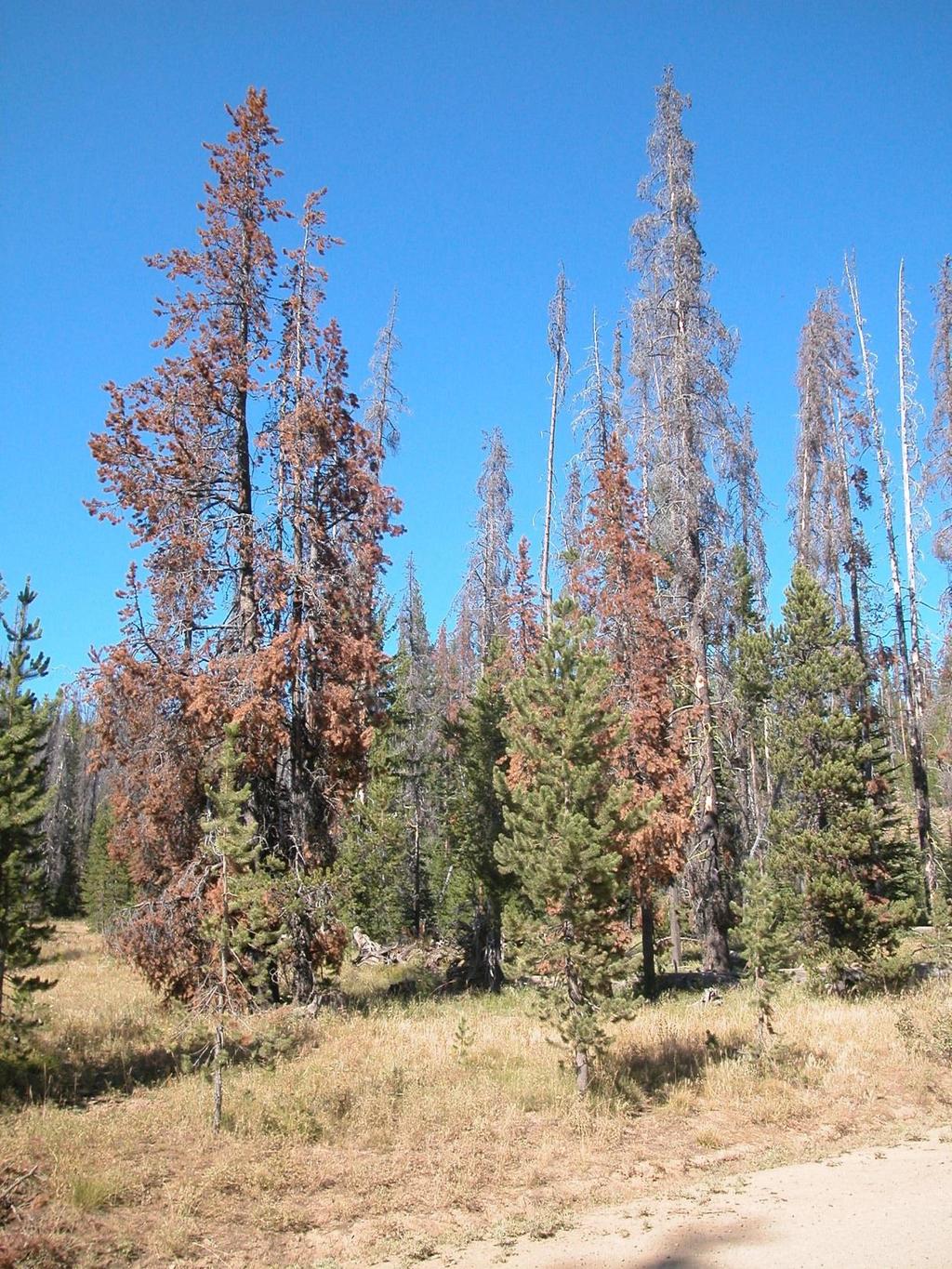 Increased risk of insect outbreaks Near-term increased risk of mountain pine beetle outbreaks in drier forests will