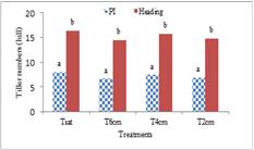 The significance of the treatment effect was determined using F- test and means were separated through Duncan s test at 0.05. 3 Results and Discussion 3.