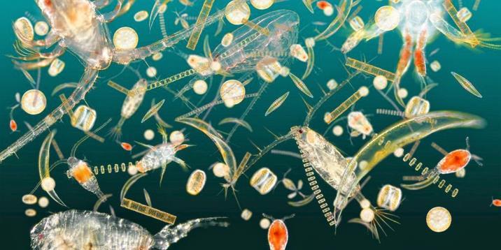 Life in the Open Sea Two groups of organisms inhabit the oceanic zone: plankton and nekton.