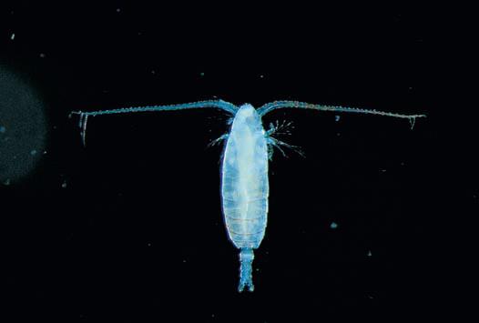 Life History of Plankton Seston are particles, living or dead, suspended in seawater.