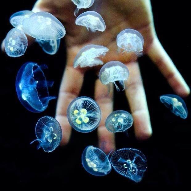 Cnidarian Zooplankton The largest