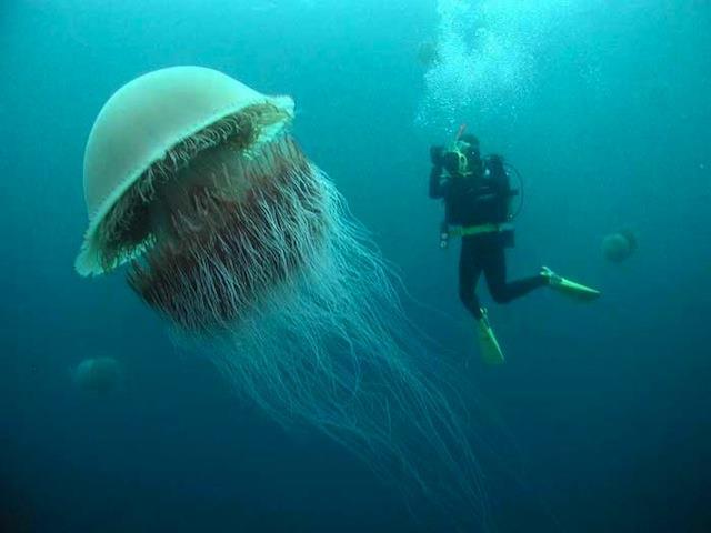 jellyfish.