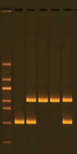 INSTRUCTOR'S GUIDE Alu-Human DNA Typing Using PCR EDVO-Kit 333 Experiment Results and Analysis The results photo shows an example of the possible PCR products from different genotypes.
