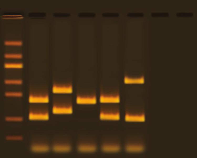NOTE: Depending on the PCR conditions used, a diffuse, small-molecular weight band, known as a "primer dimer", may be present below the 200 bp marker. This is a PCR artifact and can be ignored.