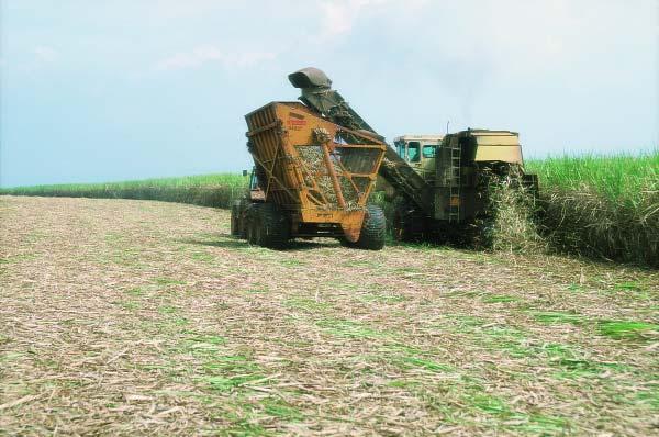 30% of the suga cane cultivated aea has mechanized havesting.