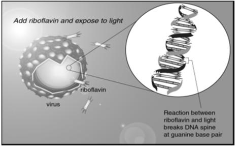 Transplantation, 2007 Asano and Baldwin, JHH Treated group Riboflavin binds to DNA by intercalation.
