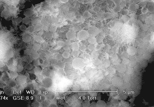 particles and cement gel Dispersed polymer particles, coalesced polymer film Water, saturated with Ca(OH) 2 Fig.