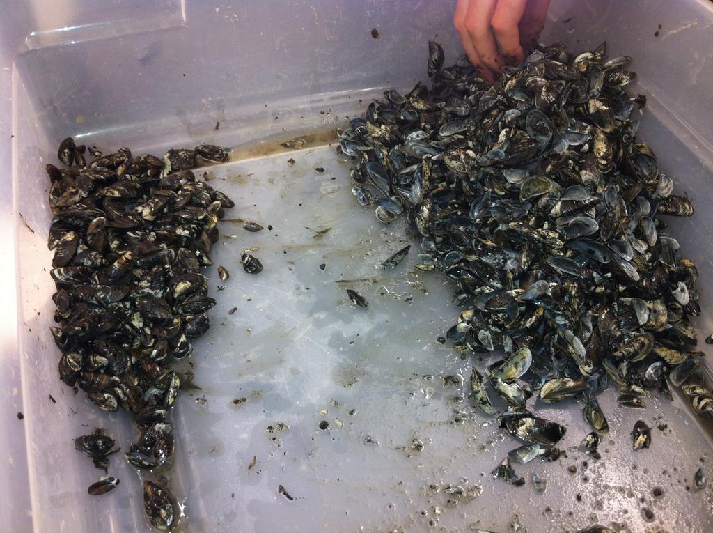 Studies of Adult and Larval Zebra Mussel Populations in Conesus Lake, NY