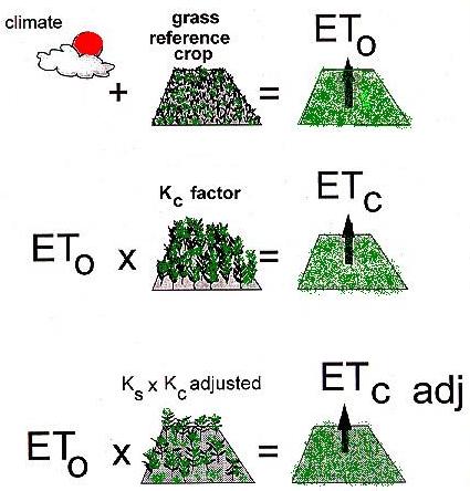 Evaporation and Evapotranspiration Reference Evapotranspiration ET 0 Crop evapotranspiration under standard conditions ET KcET 0 For ryegrass Kc mid=1.