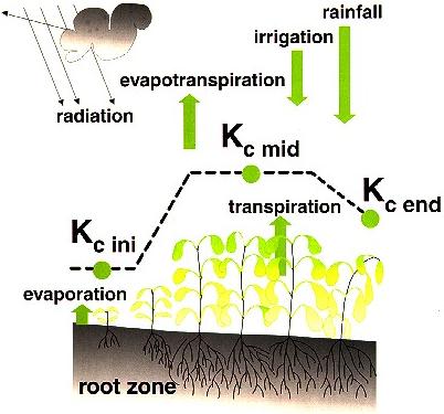 Evaporation and Evapotranspiration Crop growth stages