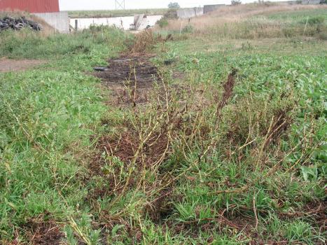 Impacts of Runoff Rain Water Infiltration Spoilage and Health