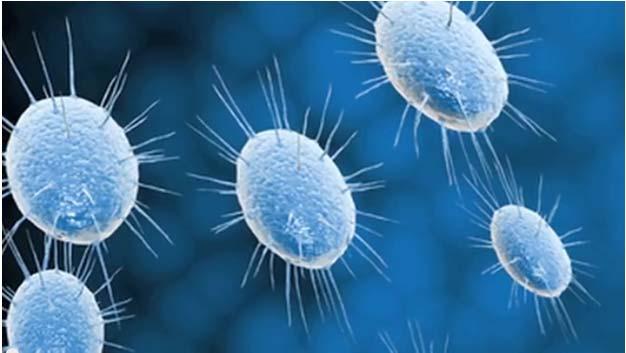 Disease Causing Organisms Pathogens Parasites, viruses and