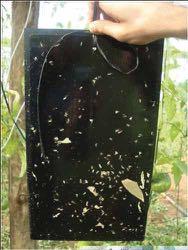 Black sticky traps Syngenta Bioline conducted trials in 2013 to test Black Sticky Traps as a new tool for capturing Tuta absoluta in tomato crops. High capture rates were achieved.