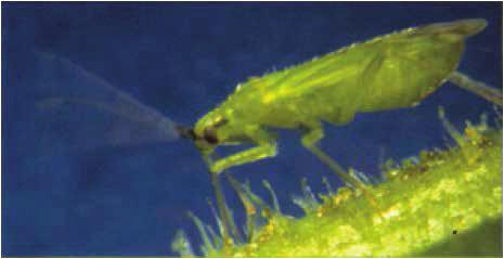 Macrolophus spp Both Macrolophus pygmaeus and M. caliginosus have been observed feeding on young Tuta caterpillars.