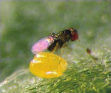 Both Nesidiocoris and Macrolophus have been observed in Kenya Trichogramma caterpillar egg parasitoid A number of Trichogramma species are mass reared in Europe and recent trials have identified T.