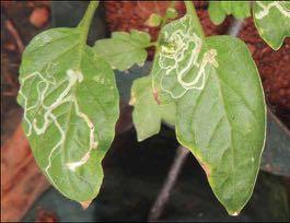 LEAF DAMAGE SYMPTOMS Tuta larvae feed within the leaf lamina, causing severe loss of photosynthetic capability. The leaf lamina remains intact.