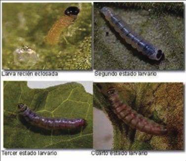 LIFE CYCLE There are four instar development stages within the leaf, which change in colour ranging from greenish to light pink.