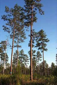 Sandhills Species Long-leaf pine Turkey oak Wiregrass Extremely rich herbaceous layer Soils