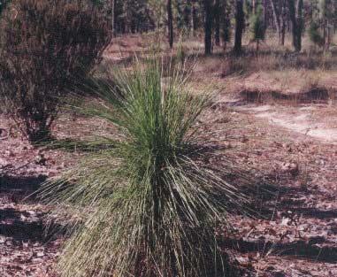 Sandhills Naturally burn every 1 10 years Especially adapted to fire Longleaf pine grass stage