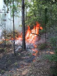 Fire Brush burns intensely Longleaf pine (both the larger trees and younger ones)