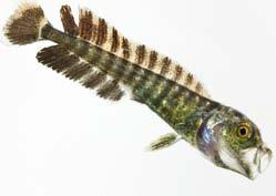 MOCNESS results: other species Mahimahi, swordfish, billfish Rare in NMFS, Miller and Leis studies Sampled from neuston off Kona Ono Collection of larvae rare in HI Reef fish Mostly inshore Offshore