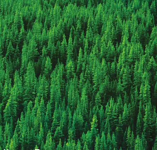 that might be difficult to describe or fit into a category. The following reasons for owning forestland are offered as examples that might fit your situation either in the past, present, or future.