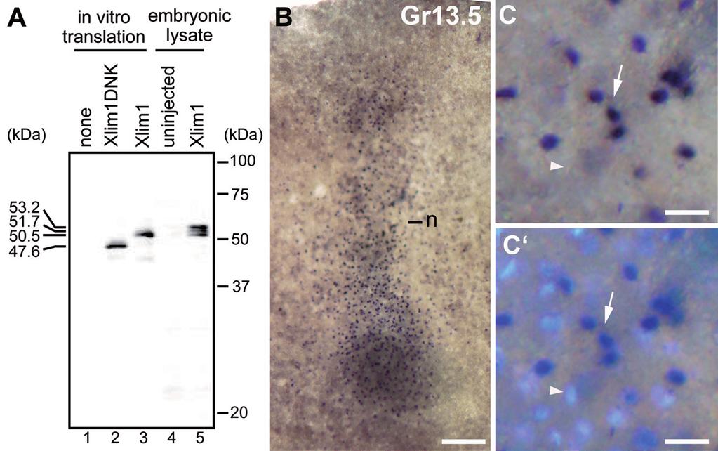 196 M. Venegas-Ferrín et al. Fig. 1. Specificity of anti-xlim1. (A) Immunoblot analysis. Lanes 1 through 3 are in vitro translated products, and lanes 4 and 5 are embryonic lysates.
