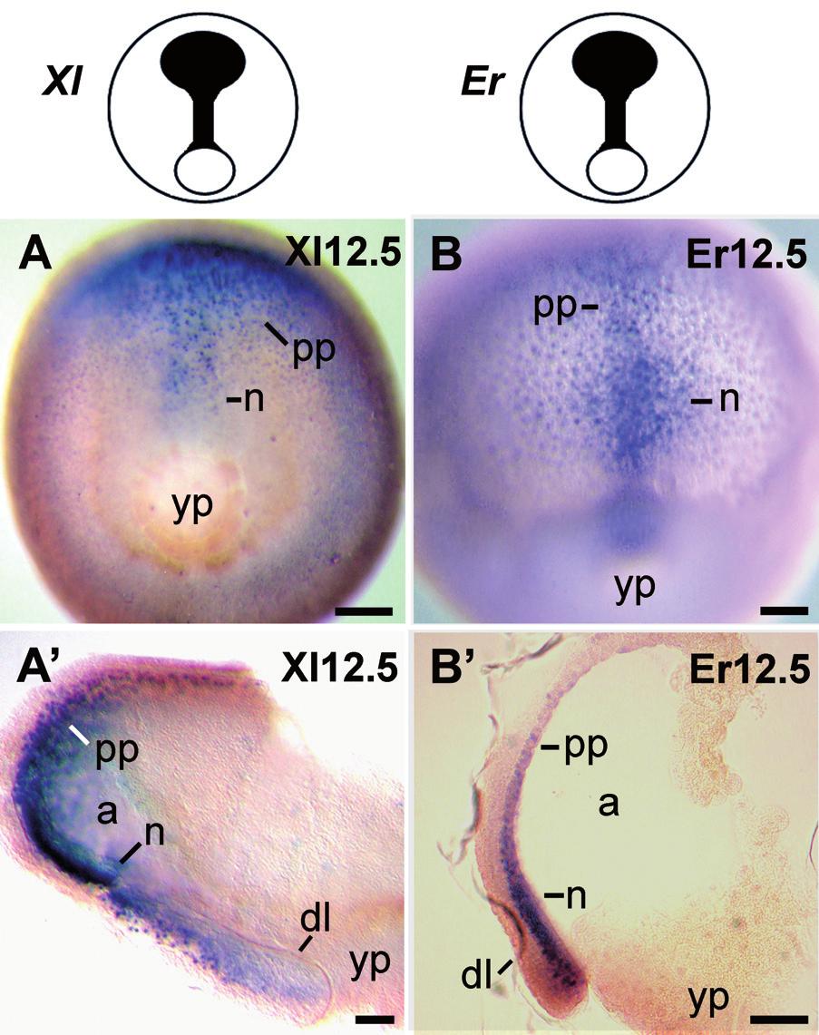 Lim1 expression in frog embryos 197 frog C. machalilla (Dendrobatidae), also known as Epipedobates machalilla (Grant et al.