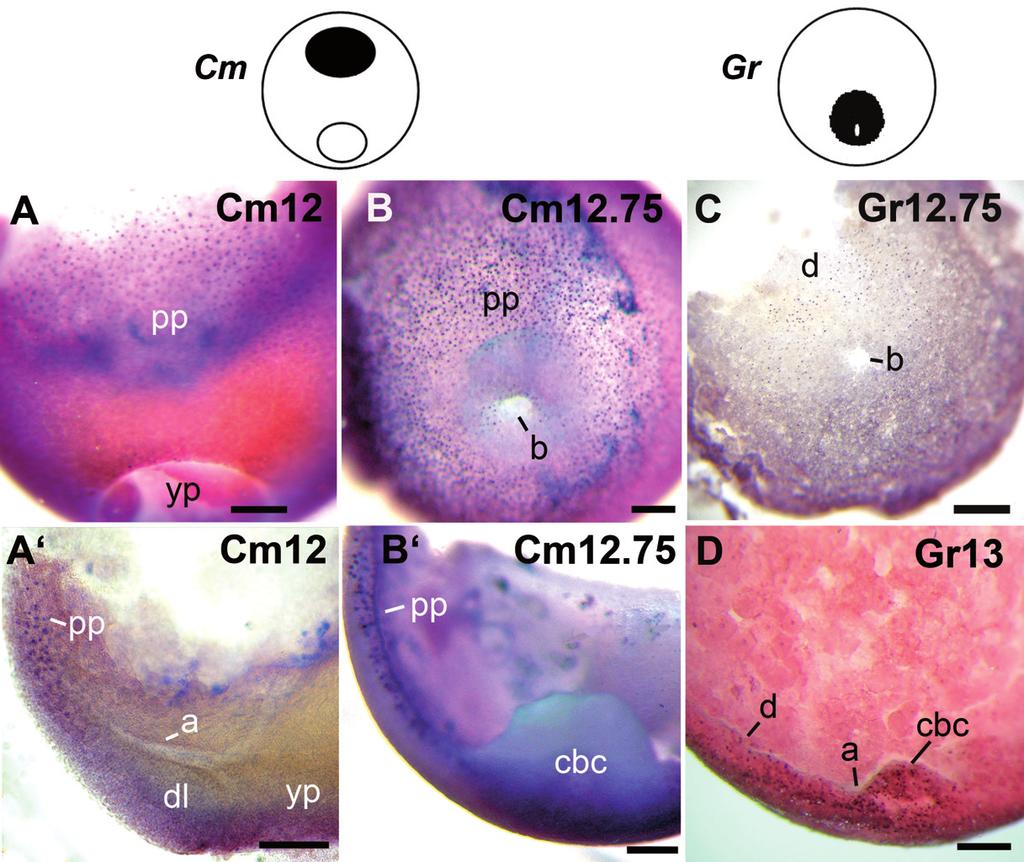 198 M. Venegas-Ferrín et al. dorsal blastopore lip, Lim1-positive nuclei formed a belt in the vegetal hemisphere.