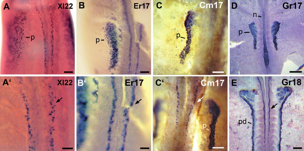 Lim1 expression in frog embryos 199 Fig. 6. Lim1 in the pronephros and cns. (A,A ) X. laevis neurula. (A) The image is focused in the pronephros.