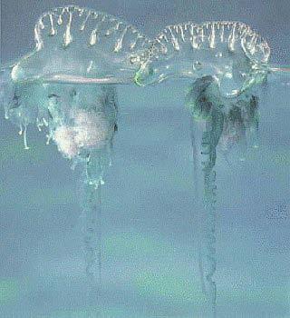 Siphonophores Bodies are more than 95% water Use a pneumatophore for buoyancy