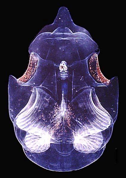 Larvaceans Form a feeding bell Very important in the