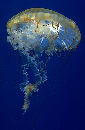 Scyphazoans True jellyfish Don t contain a float-bag Uses muscular contraction